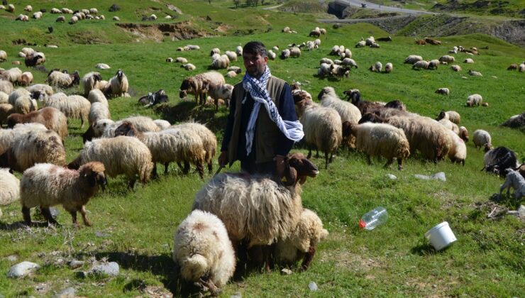 Sonbaharda Sıcak Bölgelere Giden Muşlu Besicilerin Dönüş Yolculuğu Başladı