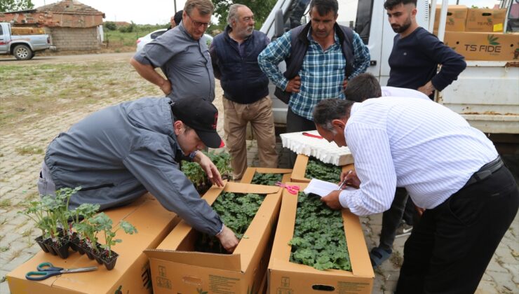 Edirne’de Üreticilere Dağıtılan Yüzde 75 Hibeli Karpuz Fideleri Toprakla Buluşturuldu
