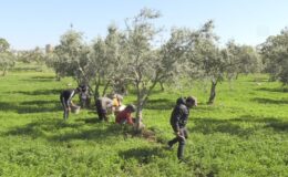 Tarım işçileri 1 Mayıs Emek ve Dayanışma Günü’nde de Üretime Katkı Sağlıyor