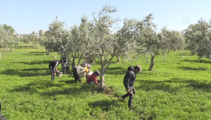 Tarım işçileri 1 Mayıs Emek ve Dayanışma Günü’nde de Üretime Katkı Sağlıyor