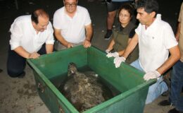 Mersin’de Yaralı Bulunan 2 Deniz Kaplumbağası, Tedavilerinin Ardından Mavi Suyla Buluşturuldu