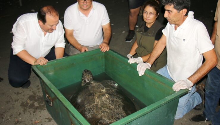 Mersin’de Yaralı Bulunan 2 Deniz Kaplumbağası, Tedavilerinin Ardından Mavi Suyla Buluşturuldu