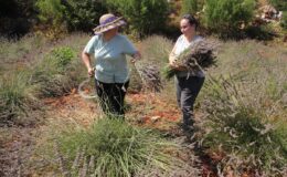 Genç Çiftçi, Atıl Araziyi Lavanta Bahçesine Dönüştürdü