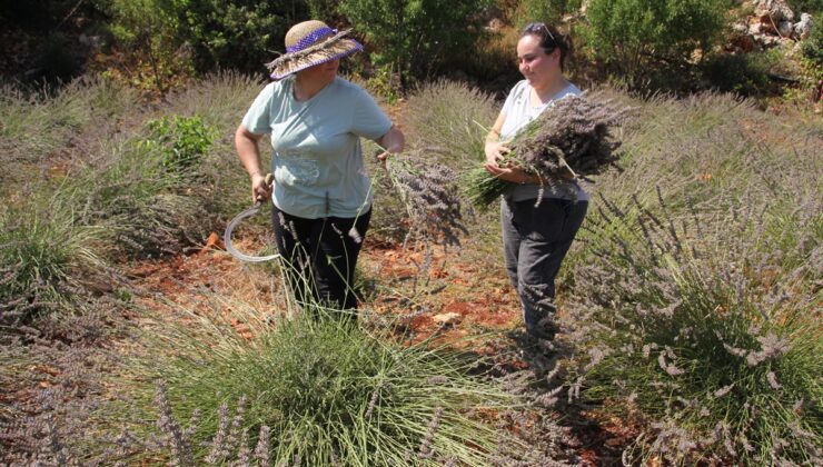 Genç Çiftçi, Atıl Araziyi Lavanta Bahçesine Dönüştürdü