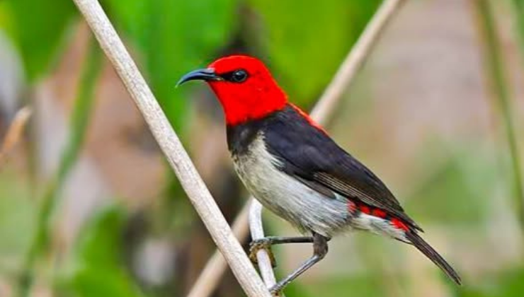 Yeni Kuş Türü Keşfedildi!