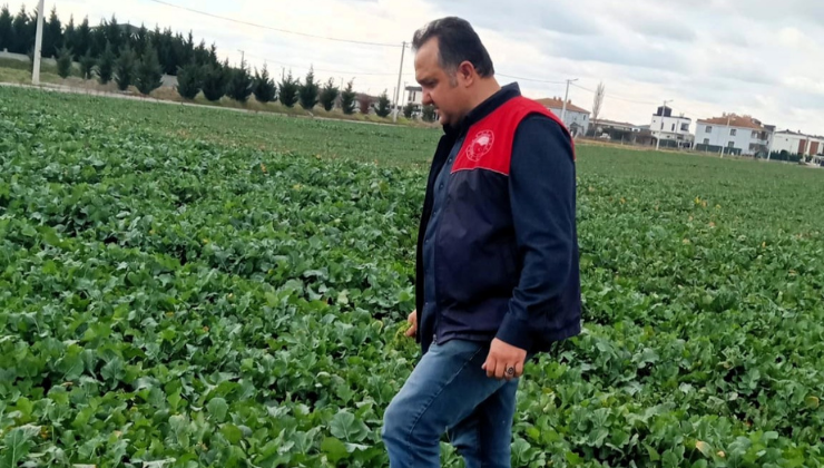 Kanola ve Buğday Ekiliş Alanlarında Teknik Kontroller Gerçekleştirildi!