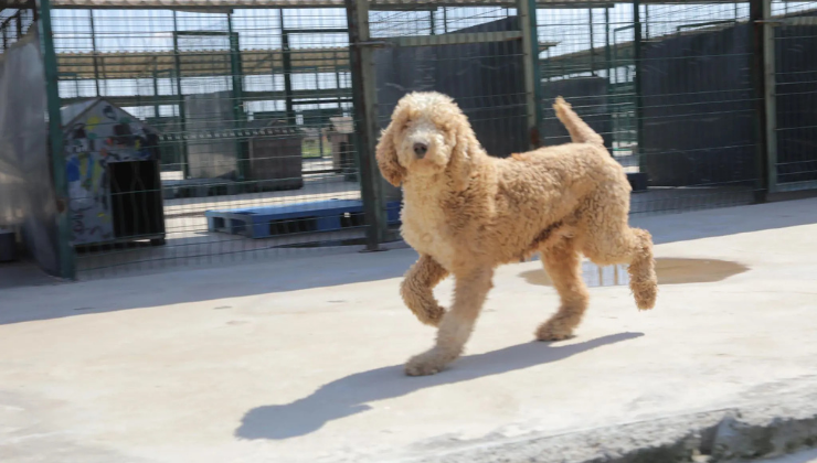 Kurtarılan Köpekler Yeni Yuvalarına Kavuştu!
