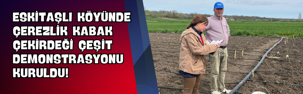Eskitaşlı Köyünde Çerezlik Kabak Çekirdeği Çeşit Demonstrasyonu Kuruldu!
