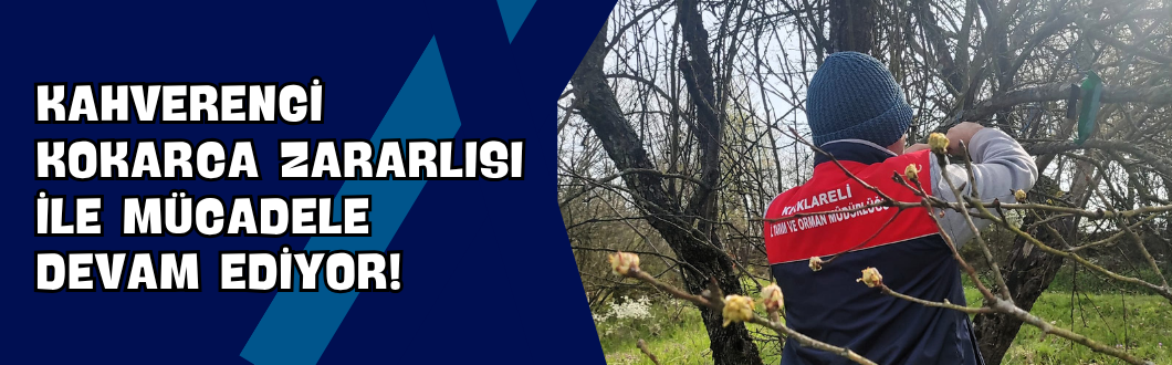 Kahverengi Kokarca Zararlısı ile Mücadele Devam Ediyor!