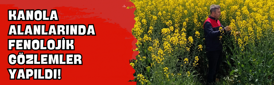 Kanola Alanlarında Fenolojik Gözlemler Yapıldı!