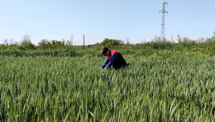 Süne Yumurta Parazitoid Sürveyi Çalışmaları Tamamlandı!