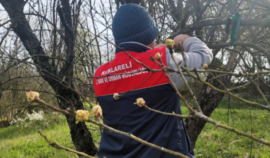 Kahverengi Kokarca Zararlısı ile Mücadele Devam Ediyor!