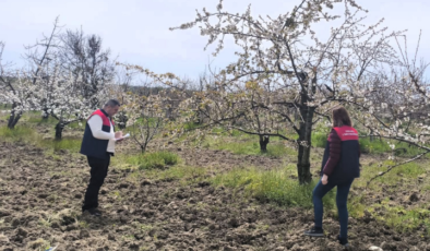 Dikili Meyve ve Bağ Alanlarında Üretim Planlaması Faaliyetleri Devam Ediyor!