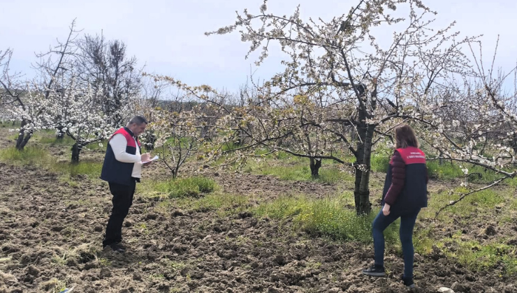 Dikili Meyve ve Bağ Alanlarında Üretim Planlaması Faaliyetleri Devam Ediyor!