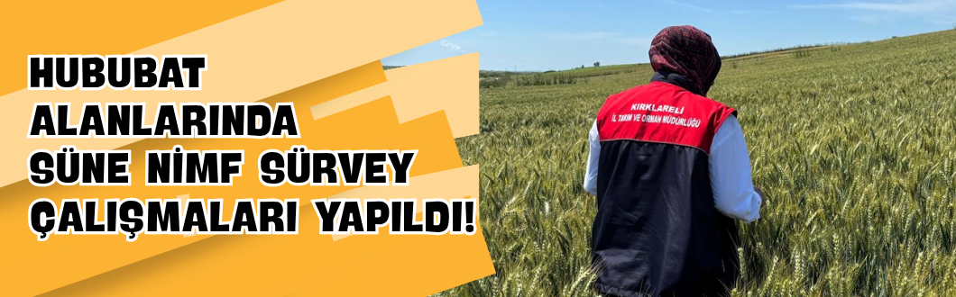 Hububat Alanlarında Süne Nimf Sürvey Çalışmaları Yapıldı!