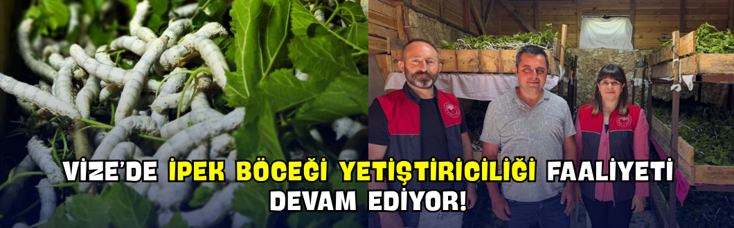 Vize’de İpek Böceği Yetiştiriciliği Faaliyeti Devam Ediyor!