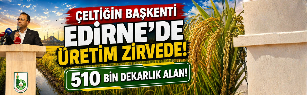 Çeltiğin Başkenti Edirne’de Üretim Zirvede! 510 Bin Dekarlık Alan!