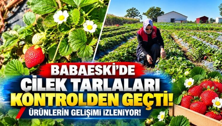 Babaeski’de Çilek Tarlaları Kontrolden Geçti! Ürünlerin Gelişimi İzleniyor!