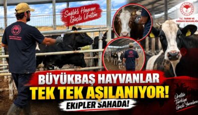 Büyükbaş Hayvanlar Tek Tek Aşılanıyor! Ekipler Sahada!
