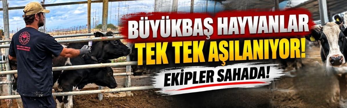 Büyükbaş Hayvanlar Tek Tek Aşılanıyor! Ekipler Sahada!